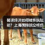 暑运经济如何被东航赋能?上海国际航空枢纽升级策略解析(图4) 暑运经济如何被东航赋能?上海国际航空枢纽升级策略解析(图4)